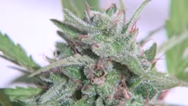 WESTMINSTER COLORADO-2015: A Short Crystallized Bud Of A Marijuana Plant Ready