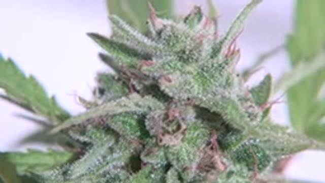 WESTMINSTER COLORADO-2015: Close-Up Of A Plant With A Layer Of White Flakes
