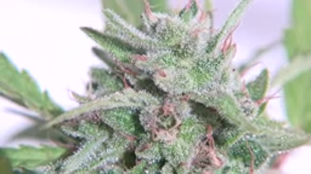 WESTMINSTER COLORADO-2015: The Potted Plant Looks Impressive With Its Green Leaves