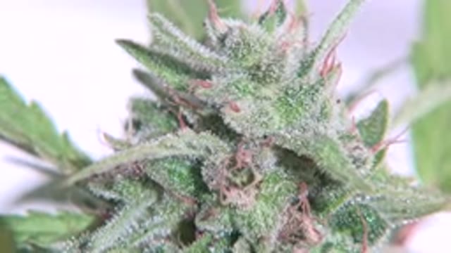 WESTMINSTER COLORADO-2015: Green Cactus-like Plant In Focus