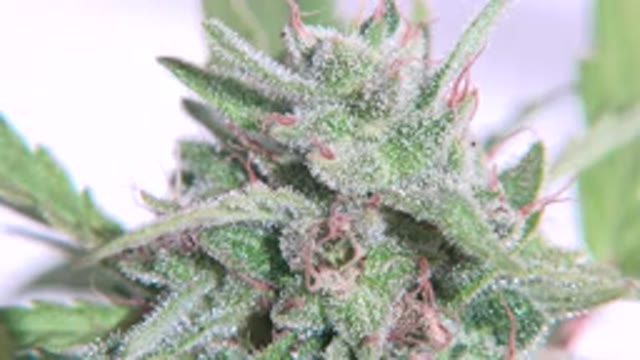WESTMINSTER COLORADO-2015: A Green Plant With Green Leaves And Brown Roots