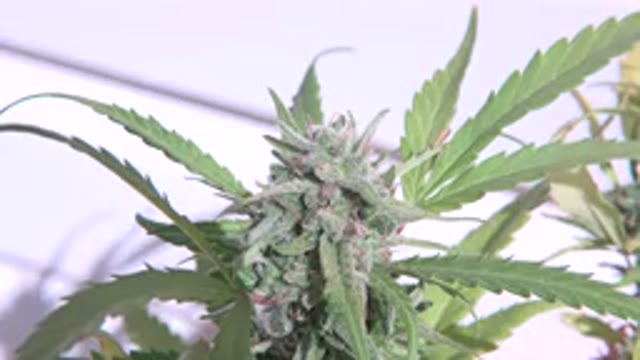 WESTMINSTER COLORADO-2015: A Plant Basking In The Sun Seeking Nutrition As The