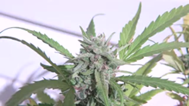 WESTMINSTER COLORADO-2015: This Shrub Stands With Pride With The Beautiful