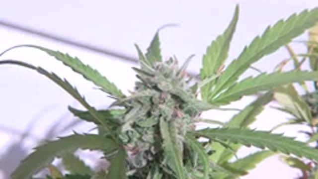 WESTMINSTER COLORADO-2015: Cannabis Plant Growing Outside At The Time Of Harvest