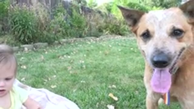 WESTMINSTER COLORADO-2015: Dog And Baby Playing Outside