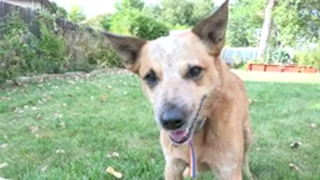WESTMINSTER COLORADO-2015: Dog Panting While Slightly Being Distracted By