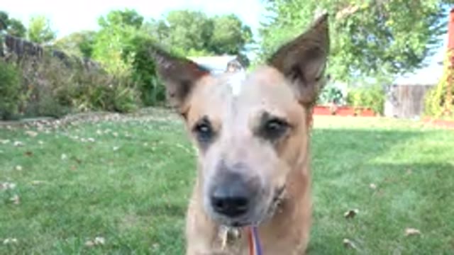 WESTMINSTER COLORADO-2015: The Dog Plays With Frisbee In The Yard On A Beautiful