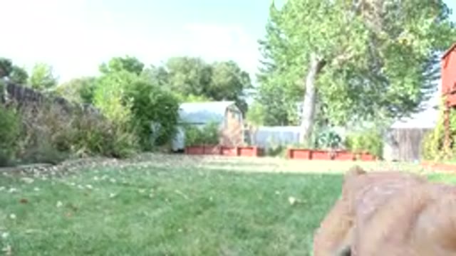 WESTMINSTER COLORADO-2015: Dog Playing Outdoor Running And Catching Dog Toy And