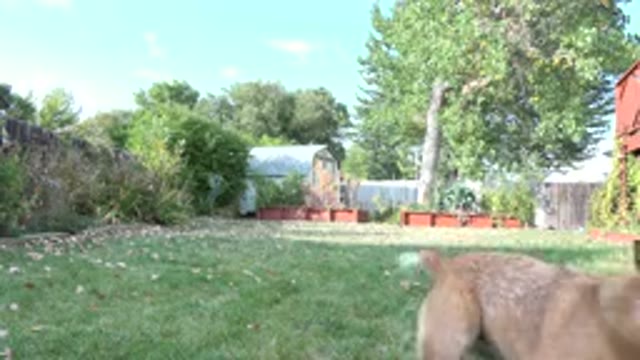 WESTMINSTER COLORADO-2015: A Brown Dog Runs Down A Grassy Field And Fetches A