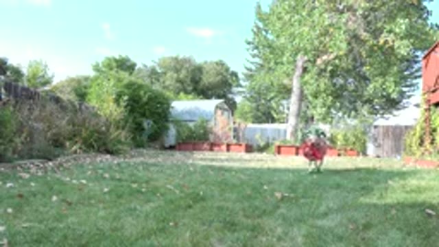 WESTMINSTER COLORADO-2015: Dog Fetching Toy in Outdoor Backyard