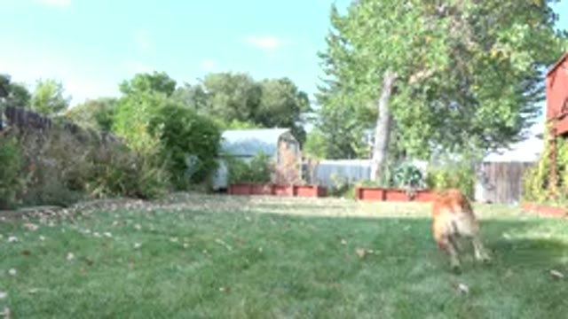 WESTMINSTER COLORADO-2015: Dog Running For A Disc And Bringing It Back In A