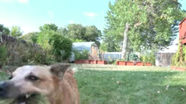 WESTMINSTER COLORADO-2015: Cute Dog Runs Around The Backyard And Catches A Frisky Cat