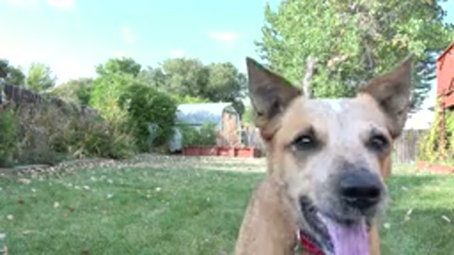 WESTMINSTER COLORADO-2015: A Dog Running For A Tennis Ball Playfully In A
