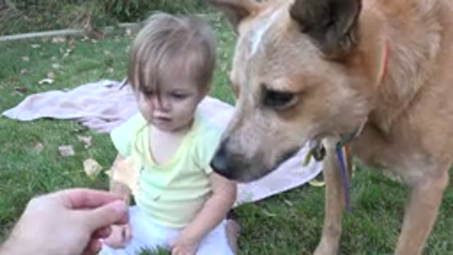 WESTMINSTER COLORADO-2015: The Education Of A Cute Child To Interact With The