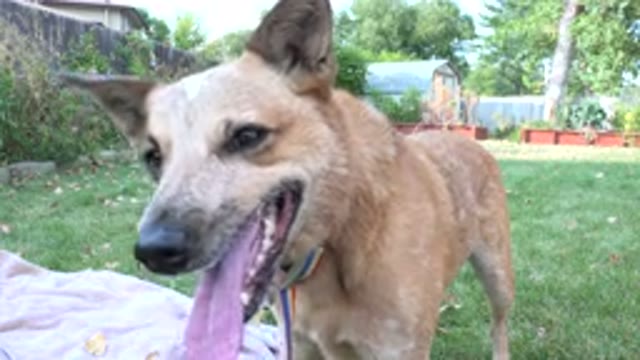 WESTMINSTER COLORADO-2015: Dog Sitting In The Yard Of A House On A Summer Day