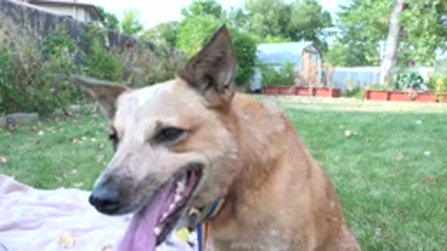 WESTMINSTER COLORADO-2015: Tired Dog With Collar Sitting On Grass In The Yard