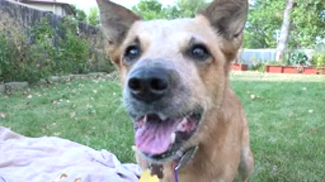 WESTMINSTER COLORADO-2015: Beautiful Dog Enjoying a Sunny Day in the Garden