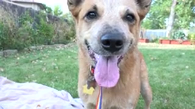 WESTMINSTER COLORADO-2015: Dog Waiting For Its Owner To Launch His Favorite Toy