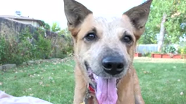 WESTMINSTER COLORADO-2015: Cute Dog With Mouth Open Panting From A Long Day Out