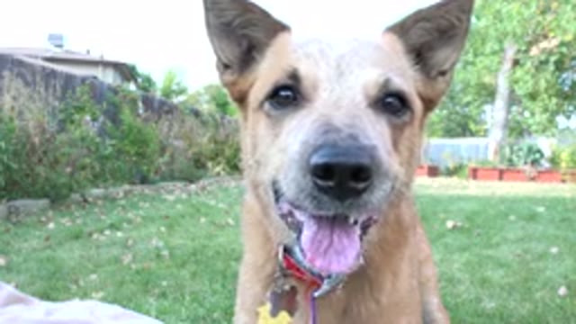 WESTMINSTER COLORADO-2015: A Small Brown Dog Panting And Drooling On Grass