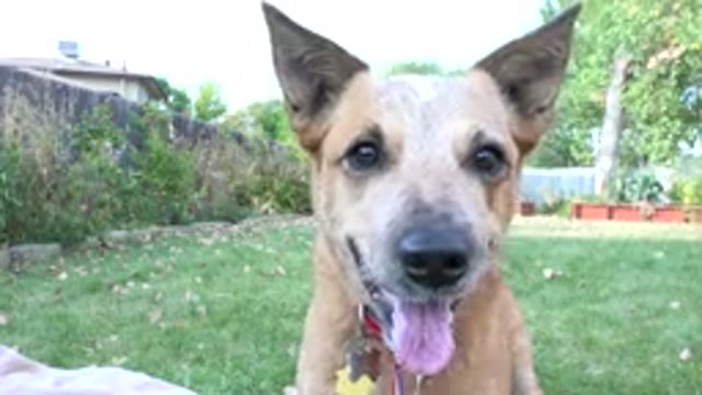 WESTMINSTER COLORADO-2015: A Small Drooling Dog Looks Into The Camera and Jumps Back