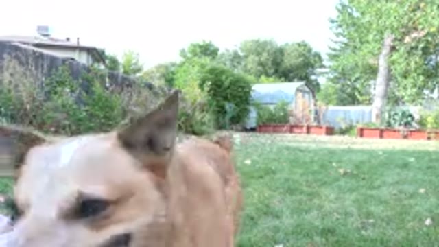 WESTMINSTER COLORADO-2015: Brown Dog Retrieves Green and Brown Object on a Clear Day