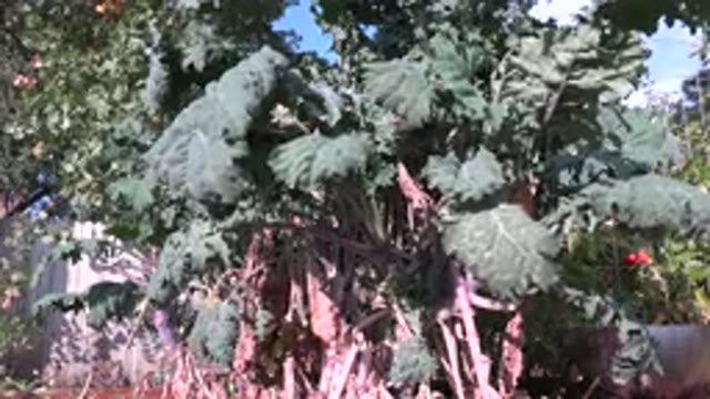 WESTMINSTER COLORADO-2015: Dark Green Leaves On A Brownish Stem Moving Slowly To