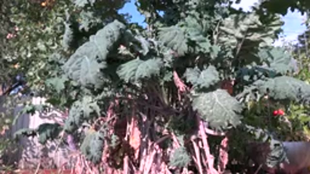 WESTMINSTER COLORADO-2015: Tree During The Summertime Blowing In The Wind