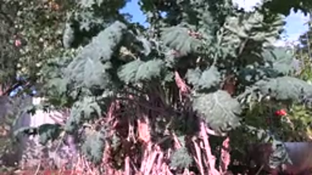 WESTMINSTER COLORADO-2015: Plant Flows In The Wind On A Sunny Summer Day