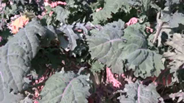 WESTMINSTER COLORADO-2015: Green Leafy Plant In Farm