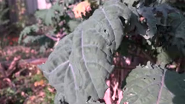 WESTMINSTER COLORADO-2015: Greenery Planted In The Ground That Is Growing In The