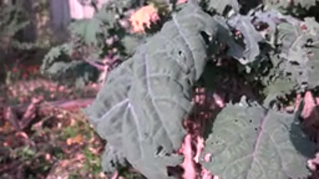 WESTMINSTER COLORADO-2015: A Bundle of Green Leaves Start Moving in the Wind
