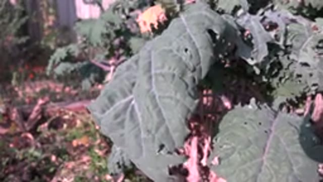 WESTMINSTER COLORADO-2015: The Wind Moves The Leaves