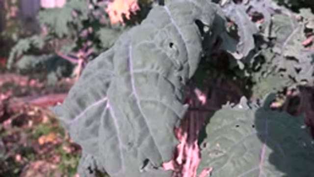 WESTMINSTER COLORADO-2015: Beautiful Leaf Of A Tree Swaying In A Light Breeze