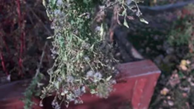 WESTMINSTER COLORADO-2015: A Green Plant Hanging Down But Suspended In The Air