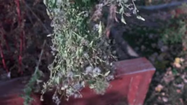 WESTMINSTER COLORADO-2015: Branch Lightly Blowing In The Wind
