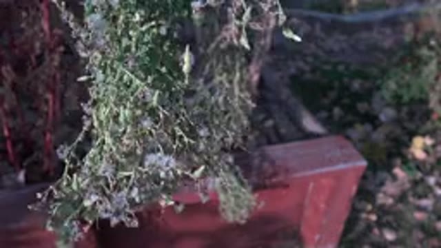 WESTMINSTER COLORADO-2015: Medicinal Plants In Our House