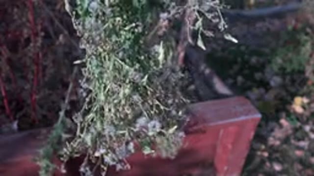 WESTMINSTER COLORADO-2015: Plants Growing in a Planter Box in a Garden