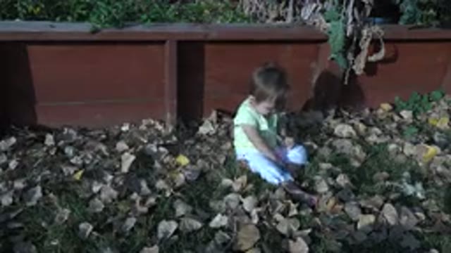 WESTMINSTER COLORADO-2015: Baby Boy Playing In The Backyard With A Bunch Of Dry Leaves