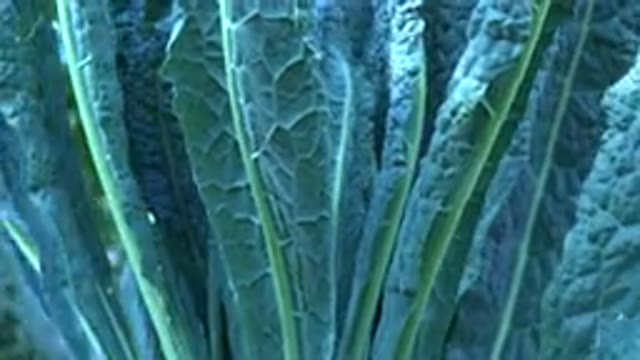 WESTMINSTER COLORADO-2015: A Broad Leafed Green Plant Blowing In The Wind On A