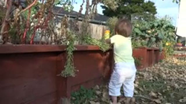 WESTMINSTER COLORADO-2015: Little Baby Take Careful Of Your Garden