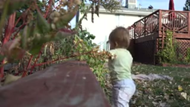 WESTMINSTER COLORADO-2015: Child Reaching Out to Green Plants