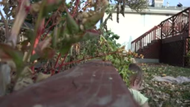 WESTMINSTER COLORADO-2015: Baby Sitting In The Backyard Playing With A Can Of Soda