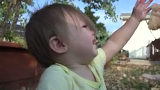 WESTMINSTER COLORADO-2015: Hairy Baby Getting Upset While Playing Gracefully