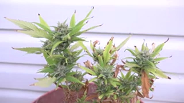 WESTMINSTER COLORADO-2015: Marijuana With Browning Leaves Growing In A Plant Pot