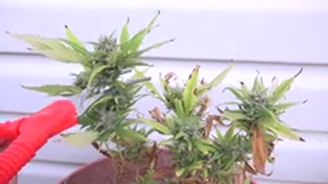WESTMINSTER COLORADO-2015: Pair Of Red Scissors Cuts Off A Piece Of A Green