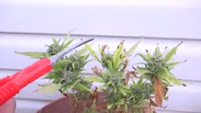 WESTMINSTER COLORADO-2015: Pruning Plant Close Up With Small Pair Of Needle Nose Scissors