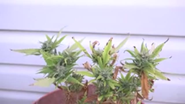 WESTMINSTER COLORADO-2015: Strange Looking Plant Sways Gently In The Breeze In