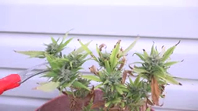WESTMINSTER COLORADO-2015: Red Scissors Cuts Off A Piece Of A Green Prickly