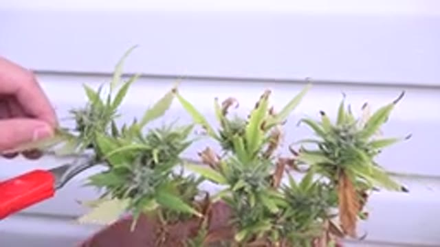 WESTMINSTER COLORADO-2015: Carefully Trimming Flower Buds From A Diseased Plant
